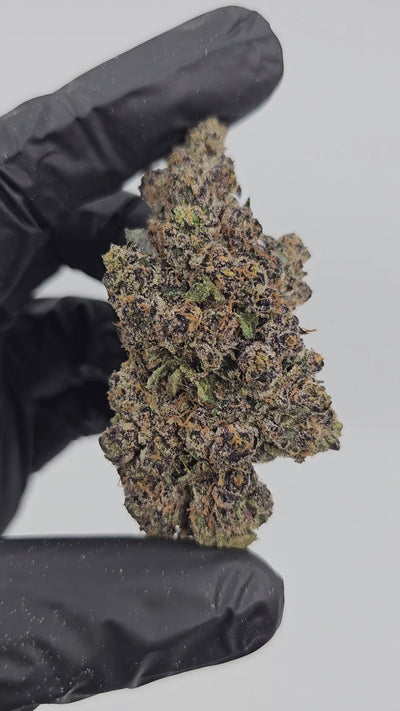 Diesel's Sherb (Sunset Sherbet x Sour Diesel) | First Cut Exclusive Flower