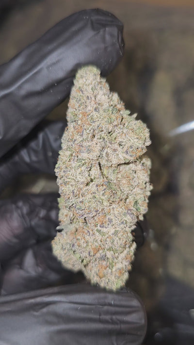 Glitter Bomb | Boutique Exotics | Flower | 36.79% | On Sale