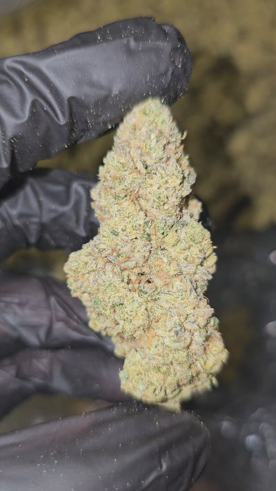 Love Potion | Top Shelf | Flower