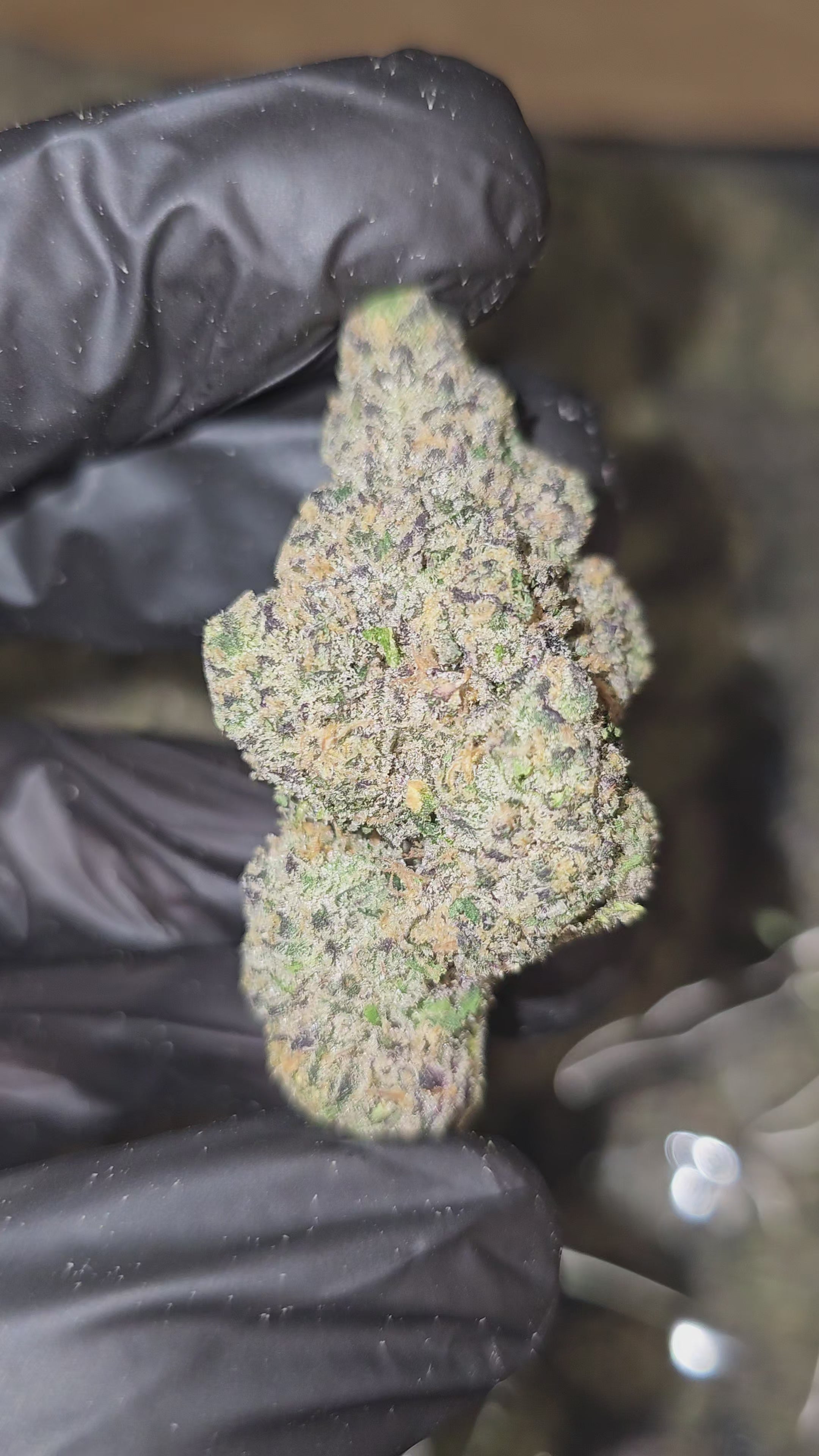 White Jet Fuel | First Cut Exotics | Flower