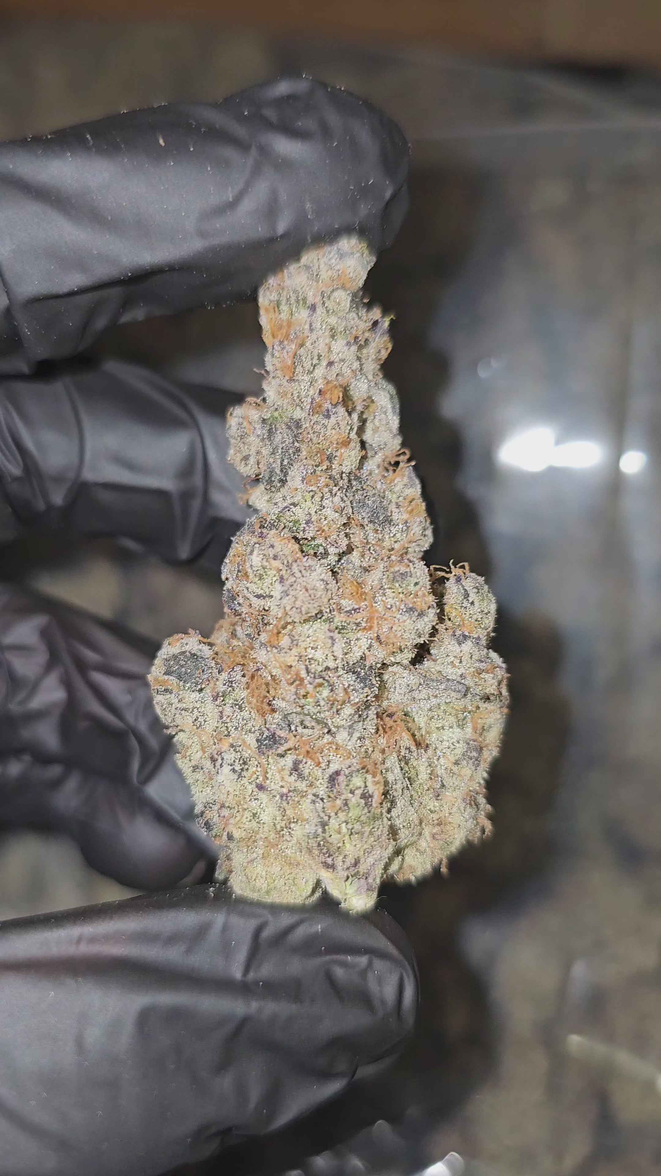 Blueberry Pankcake | First Cut Exotics | Flower | 32.56%