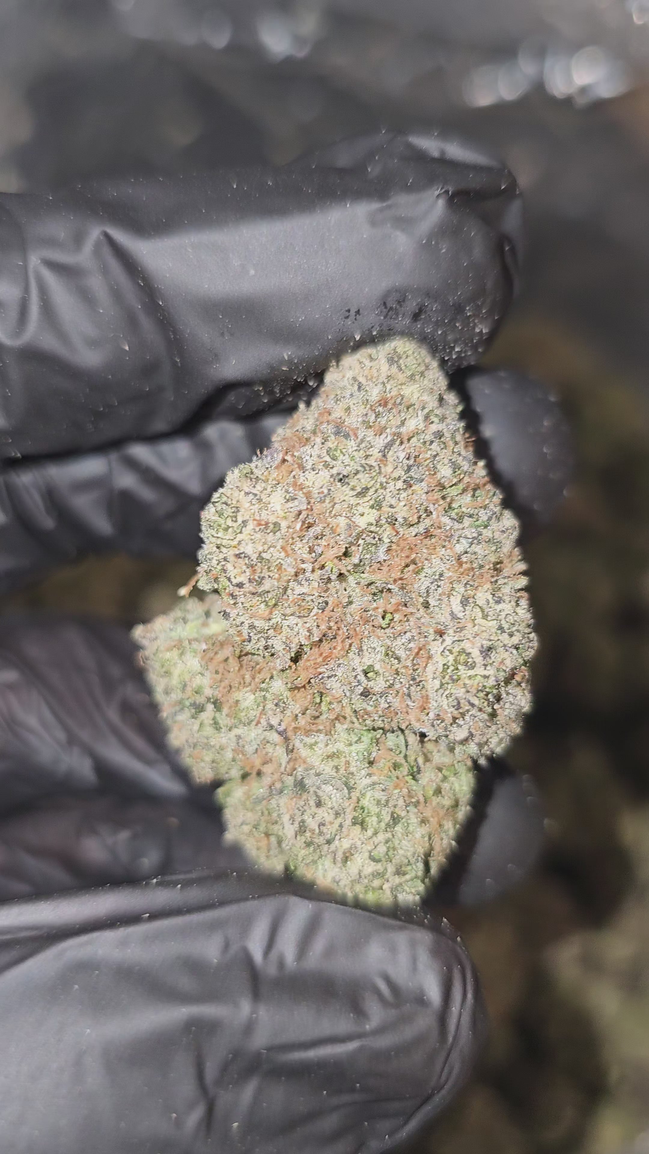 Load video: Amaretto Di Limon | Boutique Exotics | Flower | 31% | On Sale - Members Only
