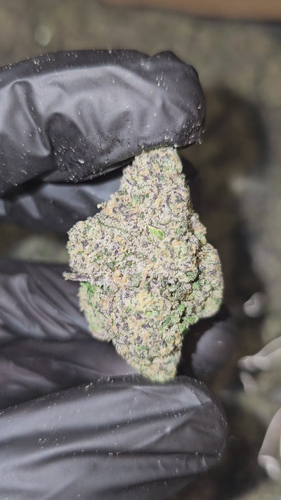 White Jet Fuel | First Cut Exotics | Flower