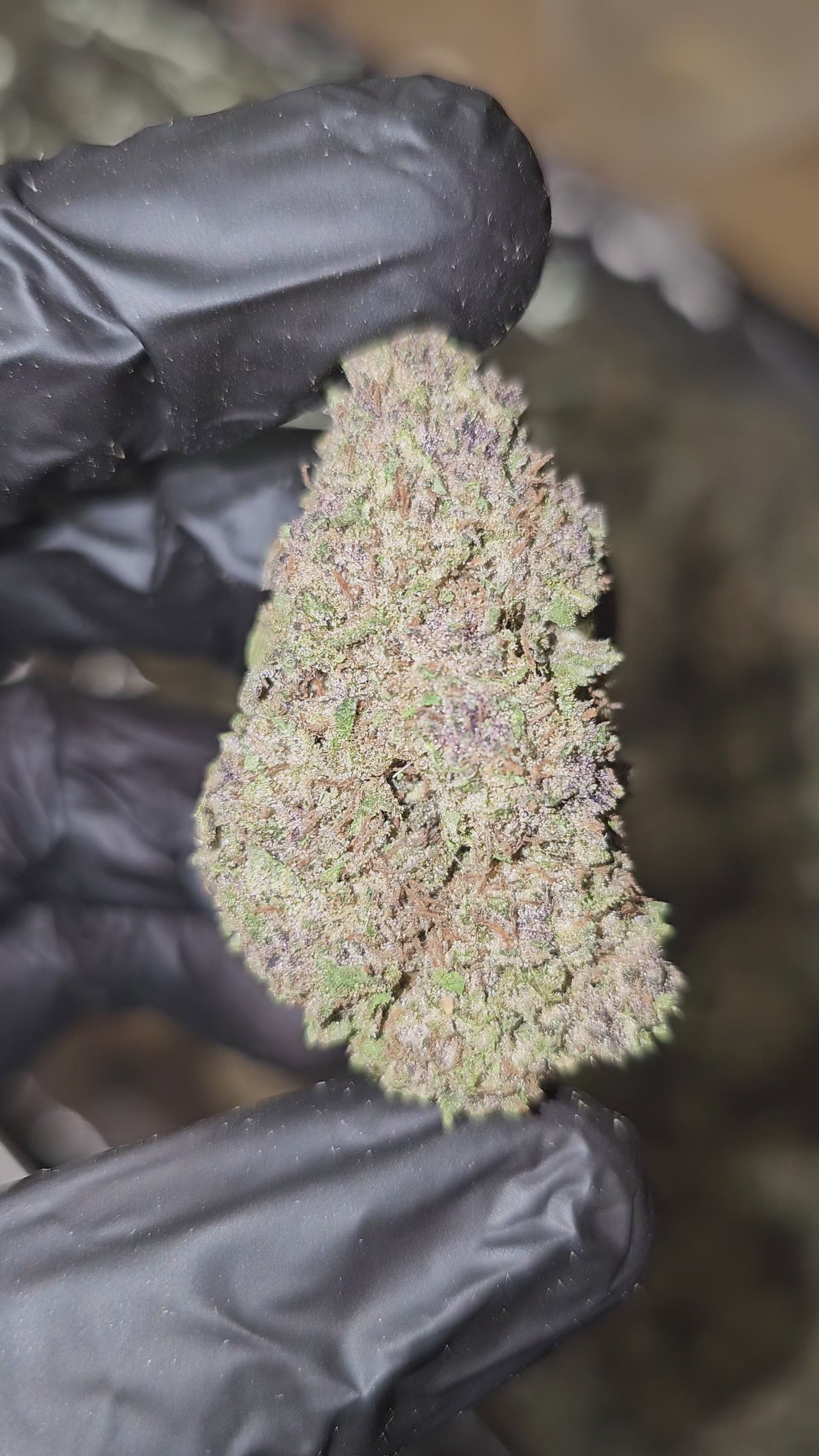 Load video: WarHeadz | Top Shelf | Flower | 34% | ON SALE