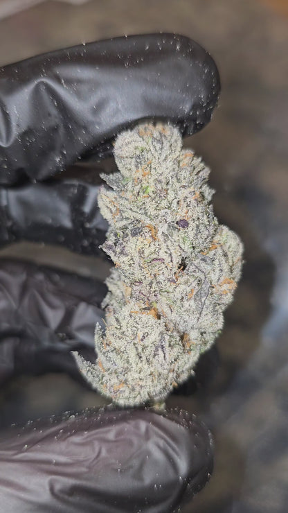 Diesel's Rainbow | First Cut Exotics | Flower