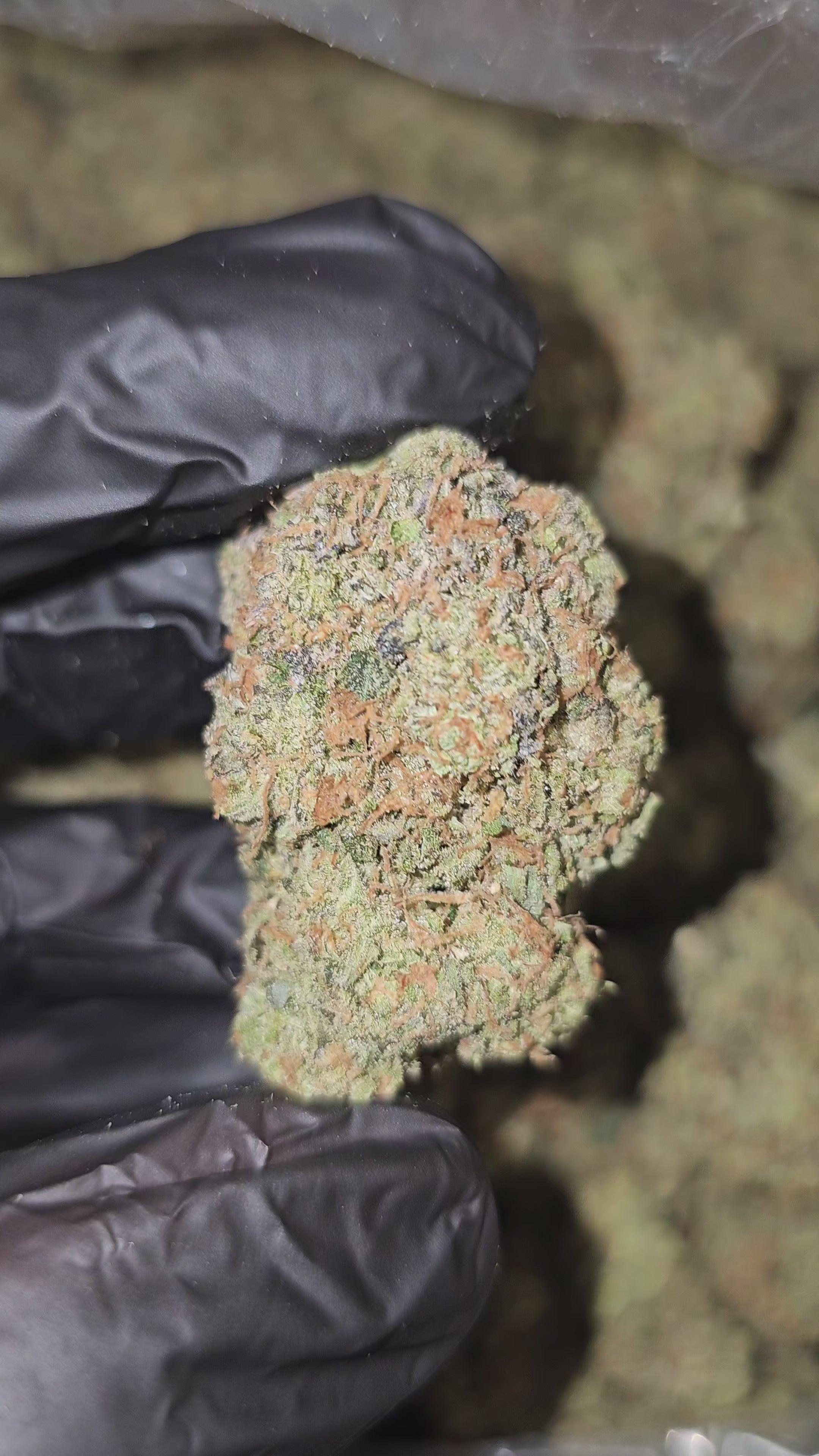 Karamel Kandy | Boutique Exotics | Flower | MEMBERS ONLY DEAL