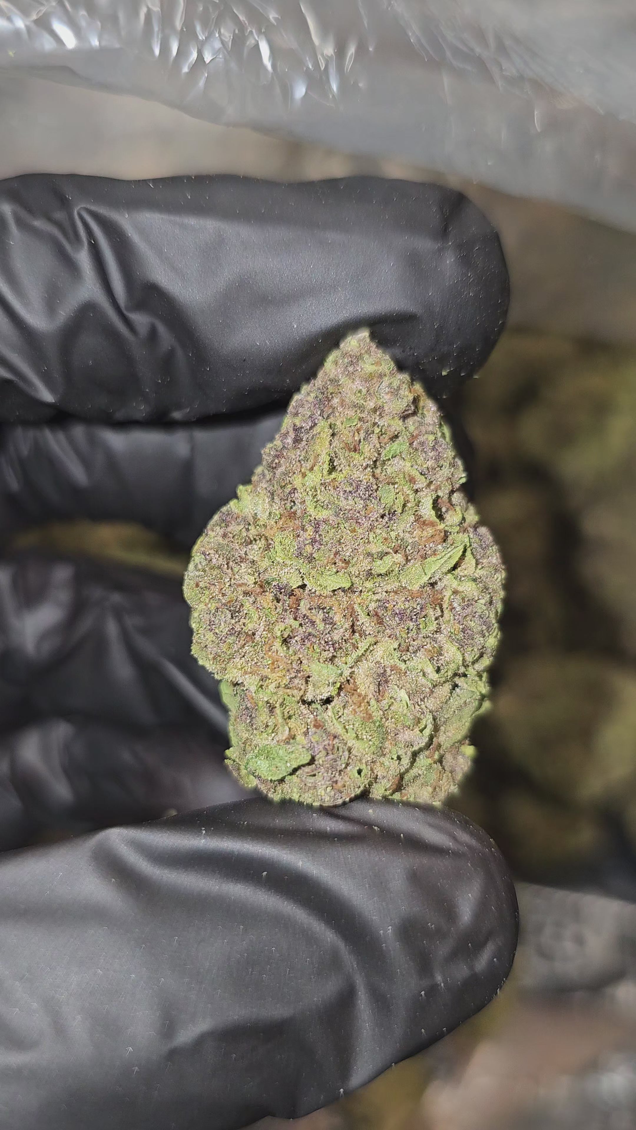 Cherry Pie | Top Shelf | Flower | On Sale