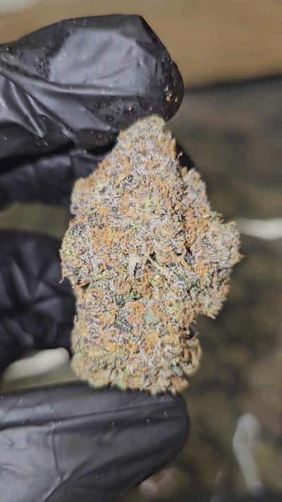 RS11 "Rainbow Sherbet" | First Cut Exotics | Flower
