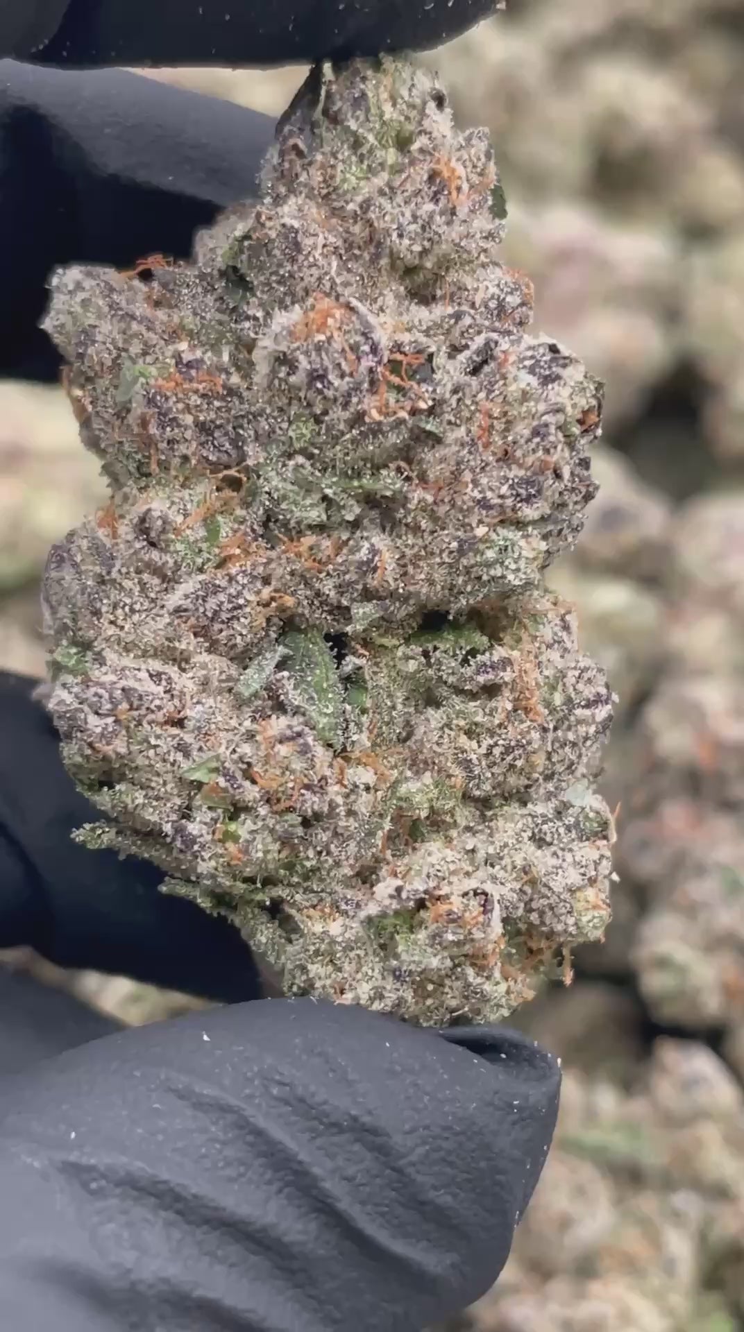 Load video: White Cherry Runtz | First Cut Exclusive | Flower