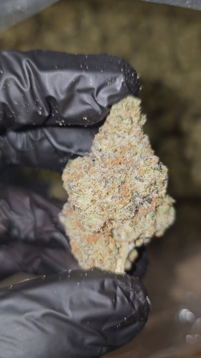 Brass Monkey | Boutique Exotics | Flower
