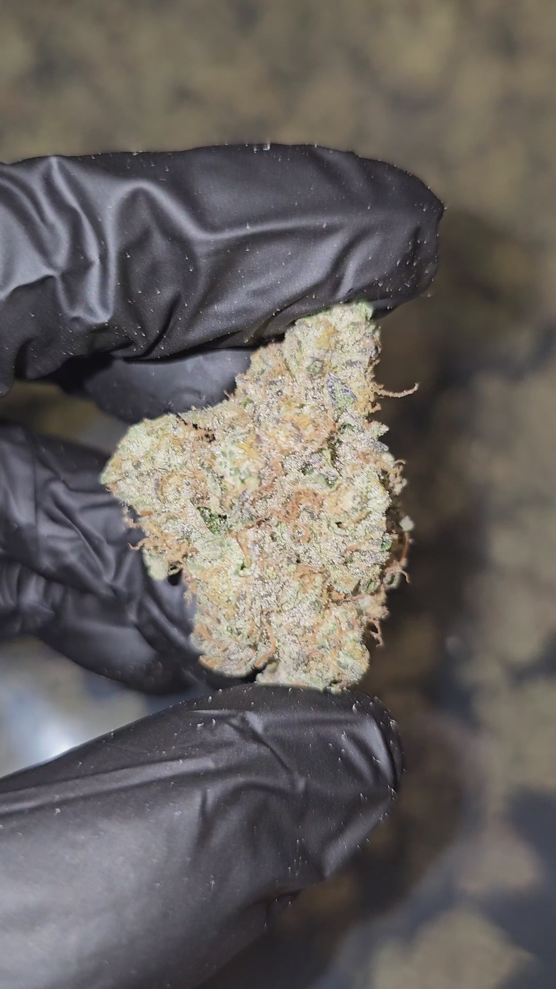 White Widow | First Cut Exotics | 35% | Flower