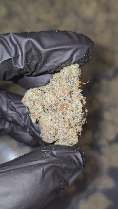 White Widow | First Cut Exotics | 35% | Flower
