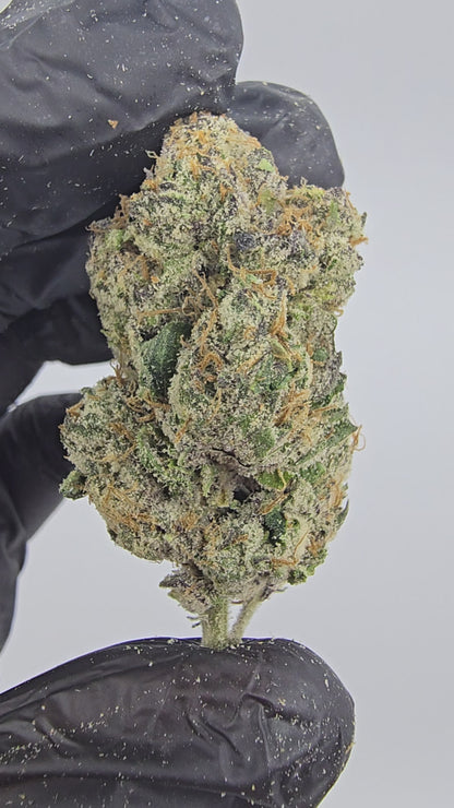 Watermelon Gelato | Boutique Tier | Flower