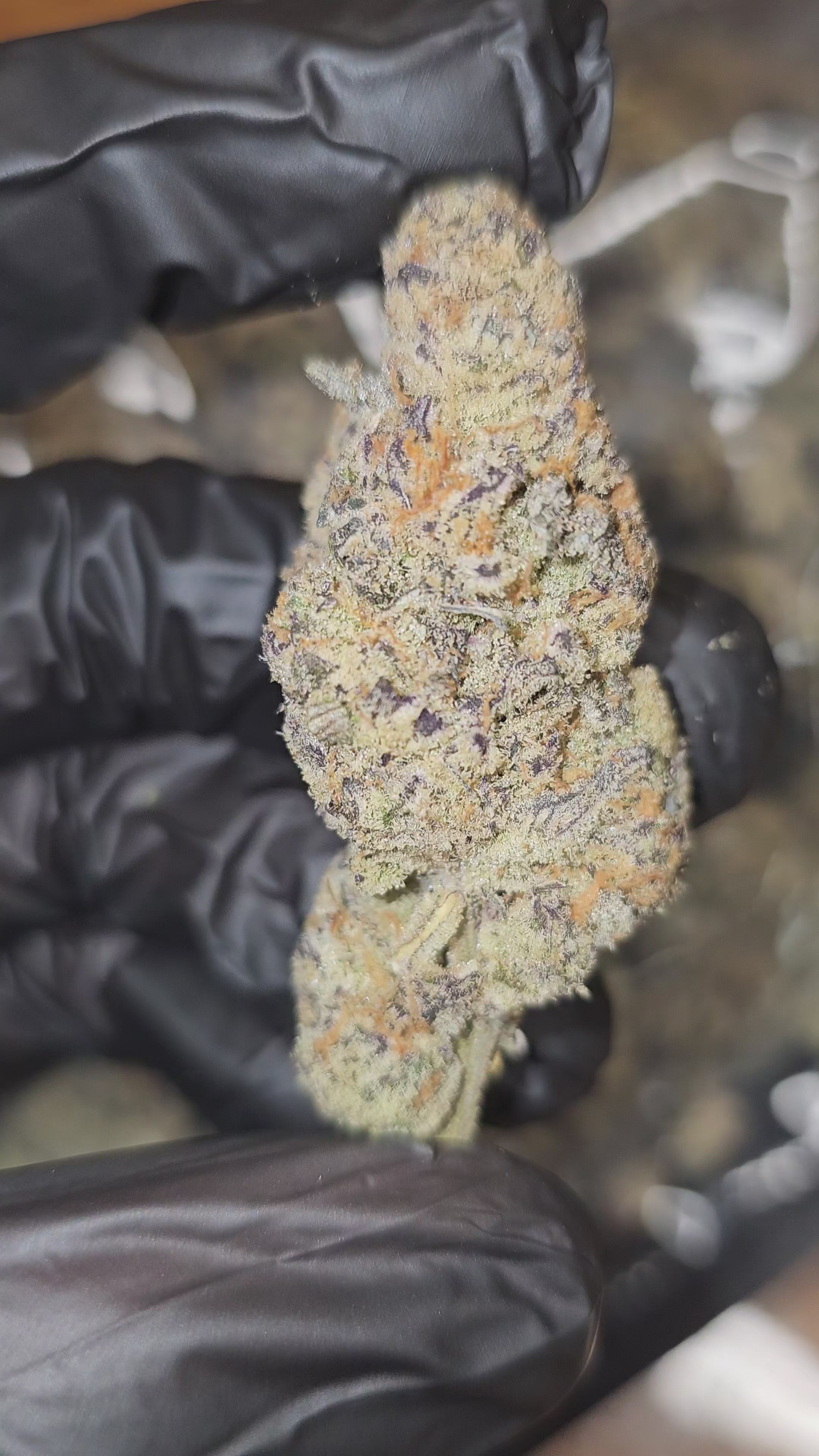 Chimera | Boutique Exotics | Flower | MEMBERS ONLY DEAL