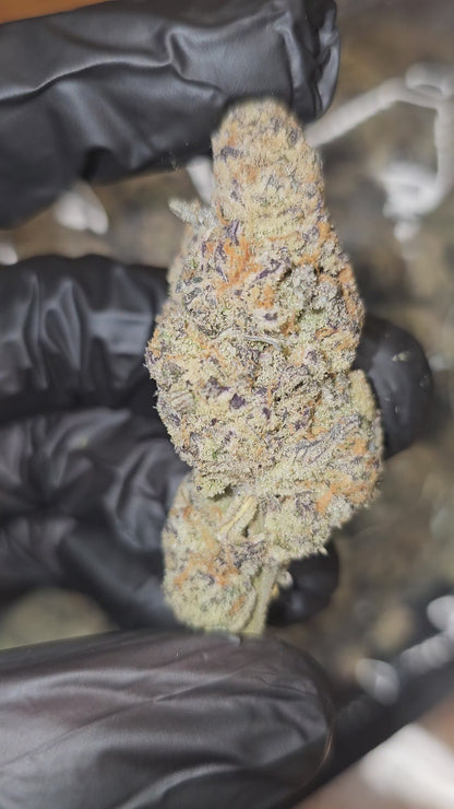 Chimera | Boutique Exotics | Flower | MEMBERS ONLY DEAL