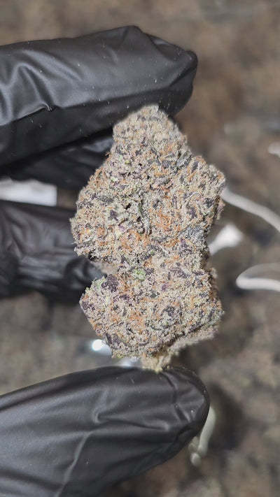 Lizard Burger | First Cut Exotics | Flower | 30.92%