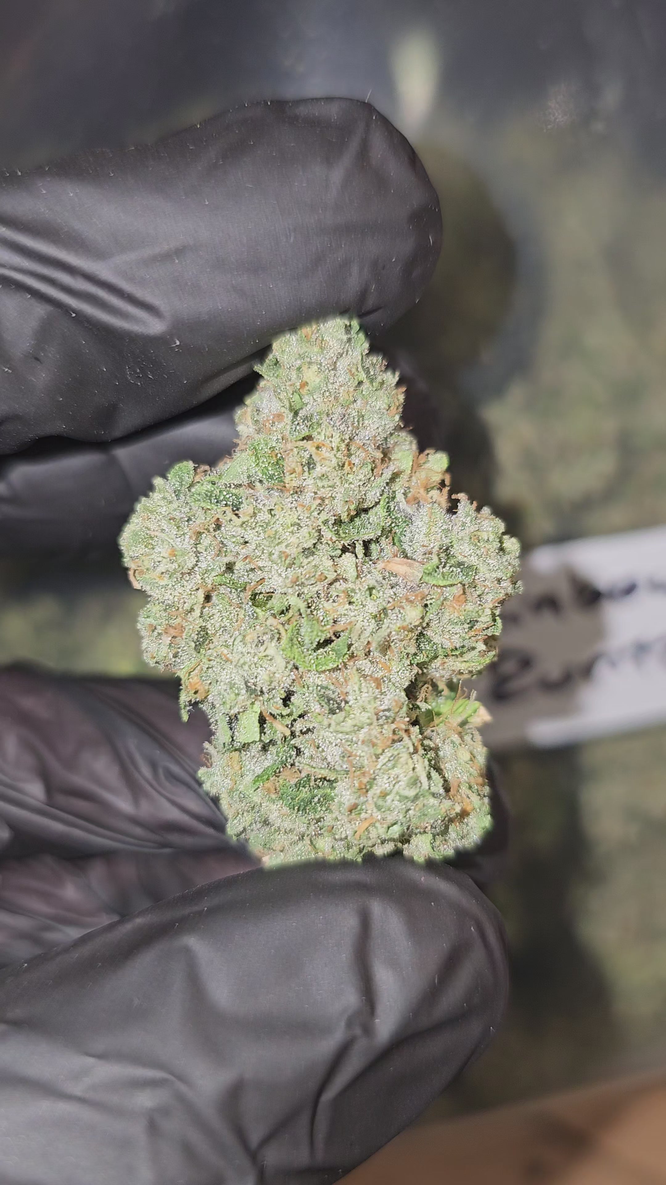 Rainbow Runtz | Top Shelf | Flower