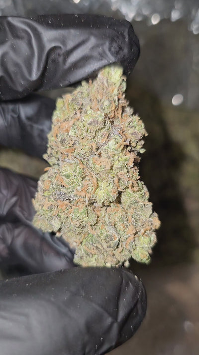 Purple Dream | Boutique Exotics | Flower