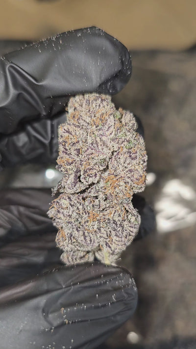 Double Chocolate | First Cut Exotics | Flower | 36.11%