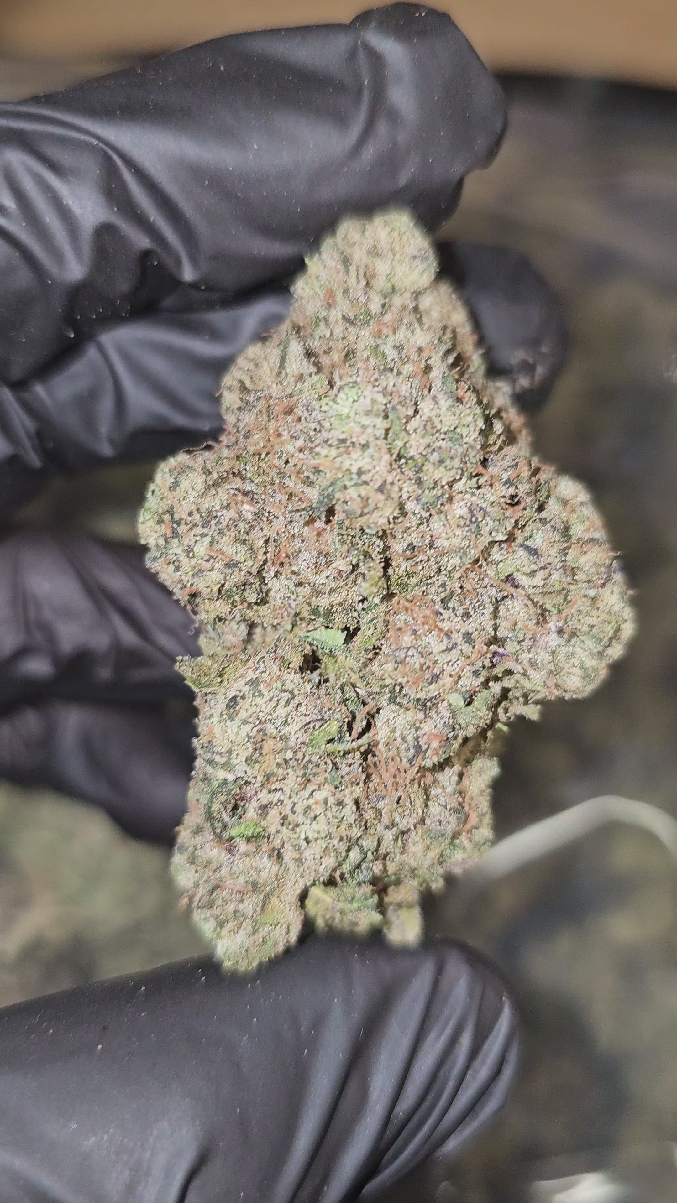 Load video: Blue Toe Jam | First Cut Exotics | Flower | ON SALE