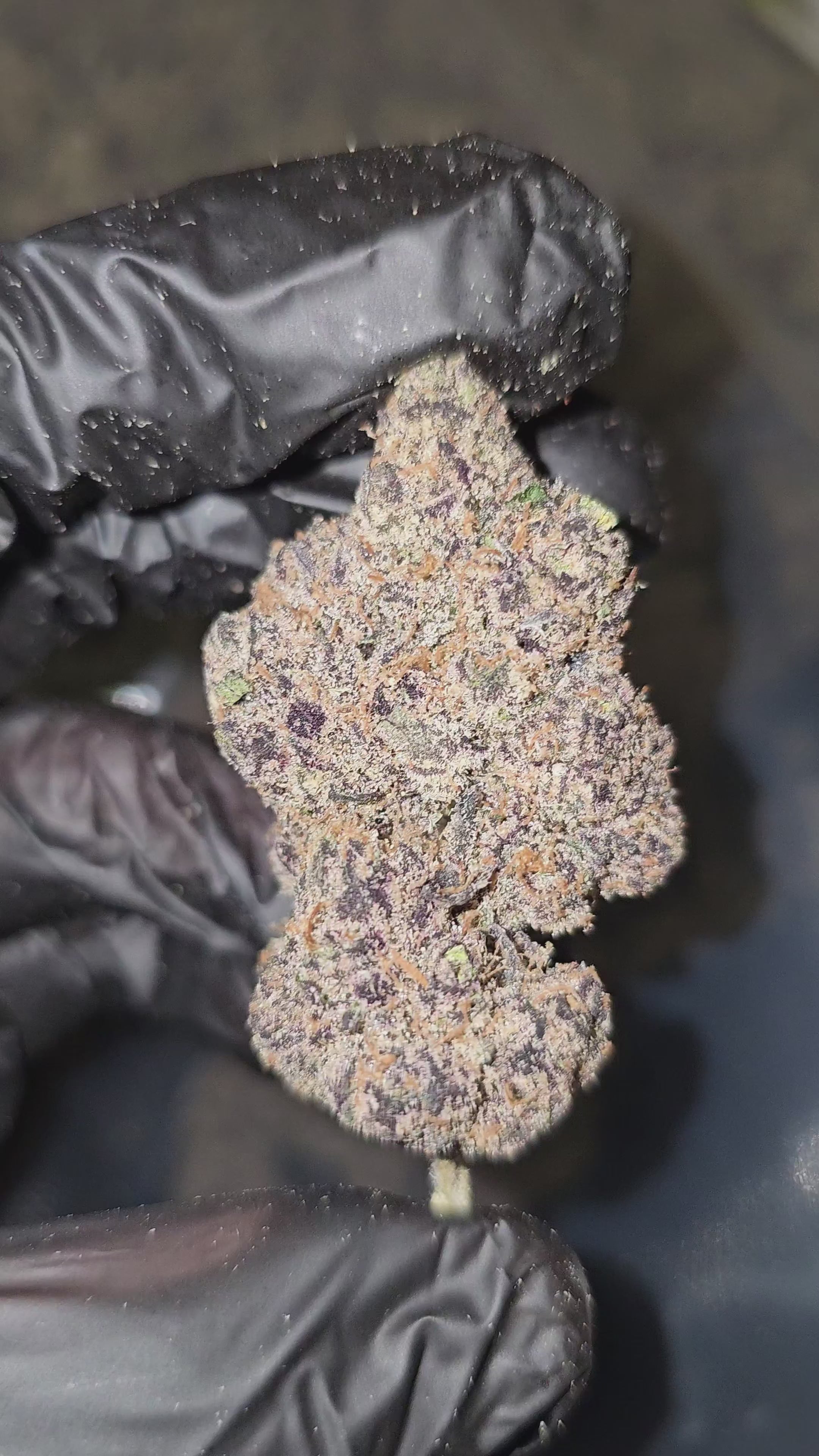 Blue Toe Jam | First Cut Exotics | Flower | ON SALE
