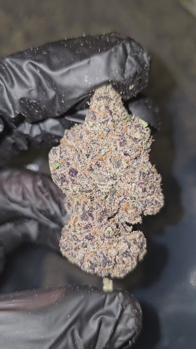 Blue Toe Jam | First Cut Exotics | Flower | ON SALE