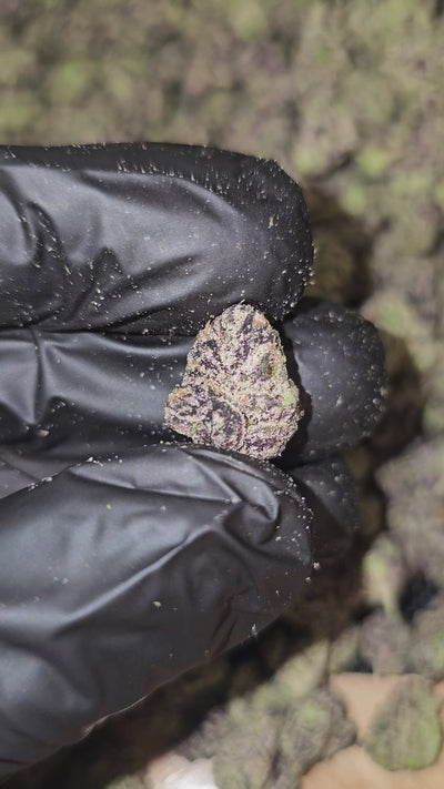 Grape CureLato | First Cut Exotics | Flower | Medium Buds