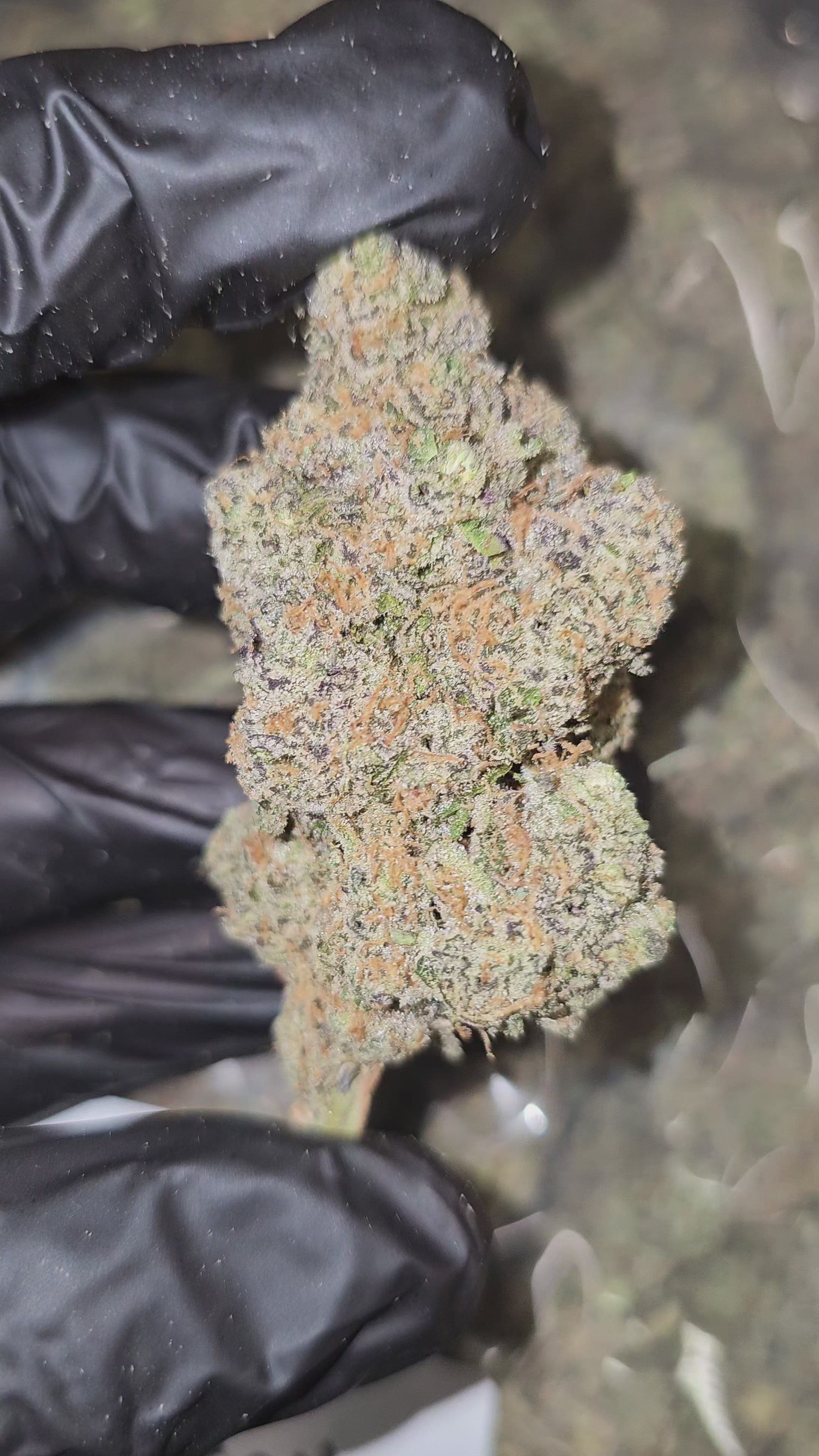 Fruit Stripes | First Cut Exotics | Flower