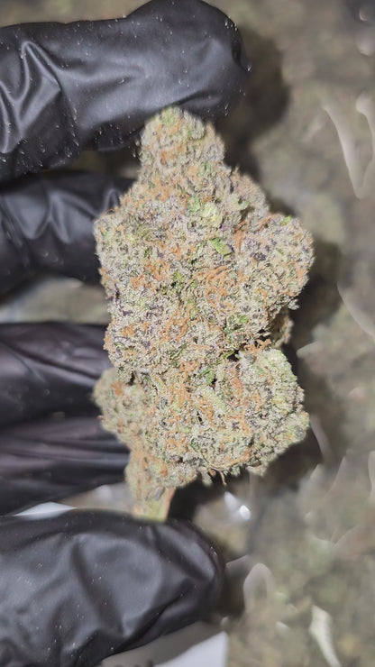 Fruit Stripes | First Cut Exotics | Flower