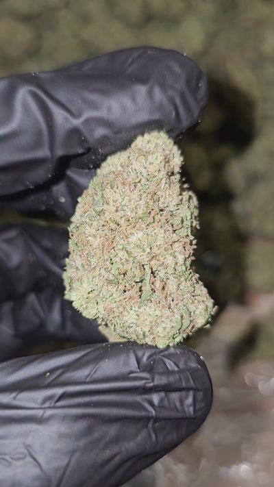 Lemon Cake | Top Shelf Flower