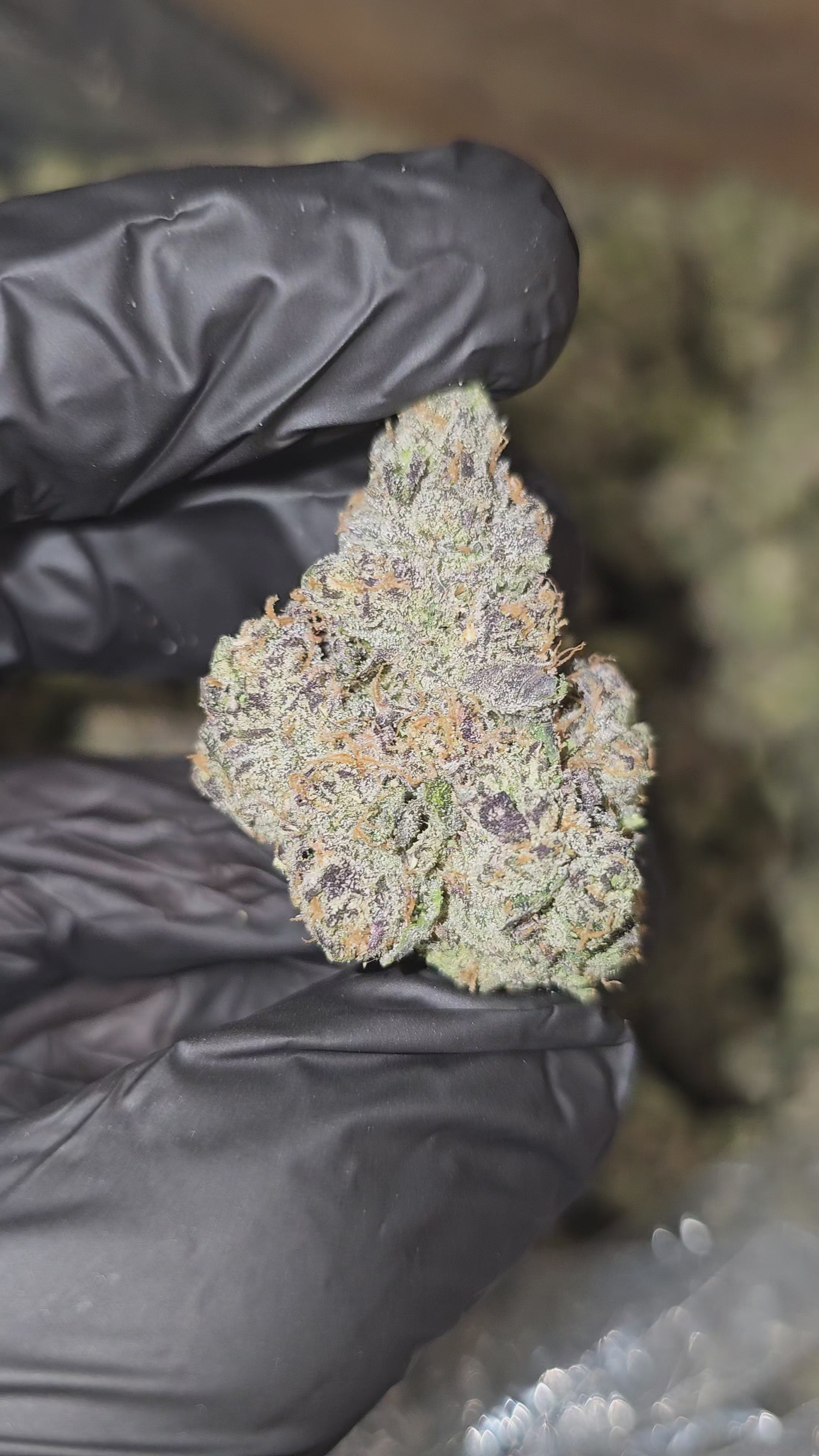 Load video: Purple Chem | First Cut Exotics | Flower