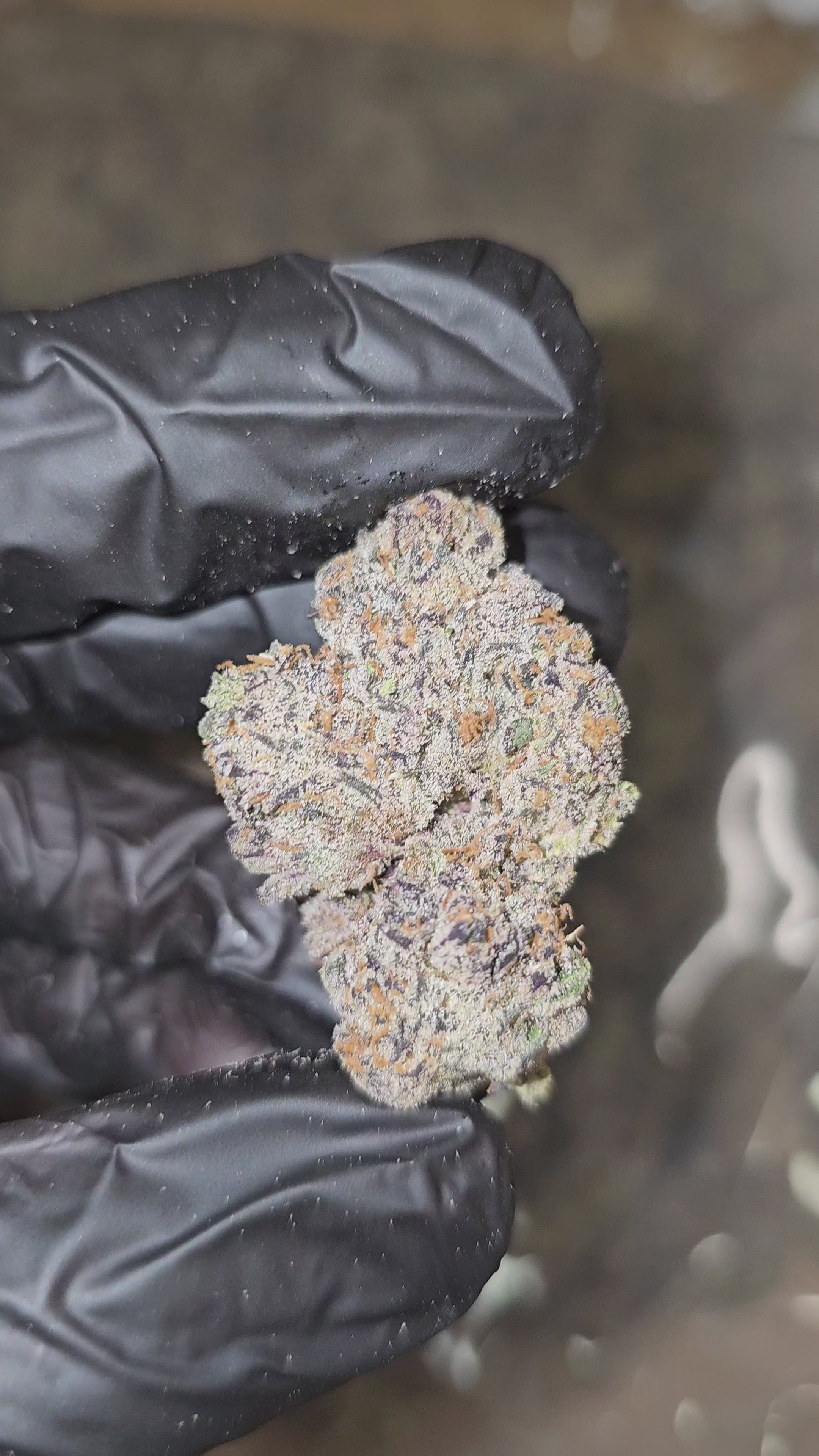 Banana Jealousy | Boutique Exotics | 34% | Flower
