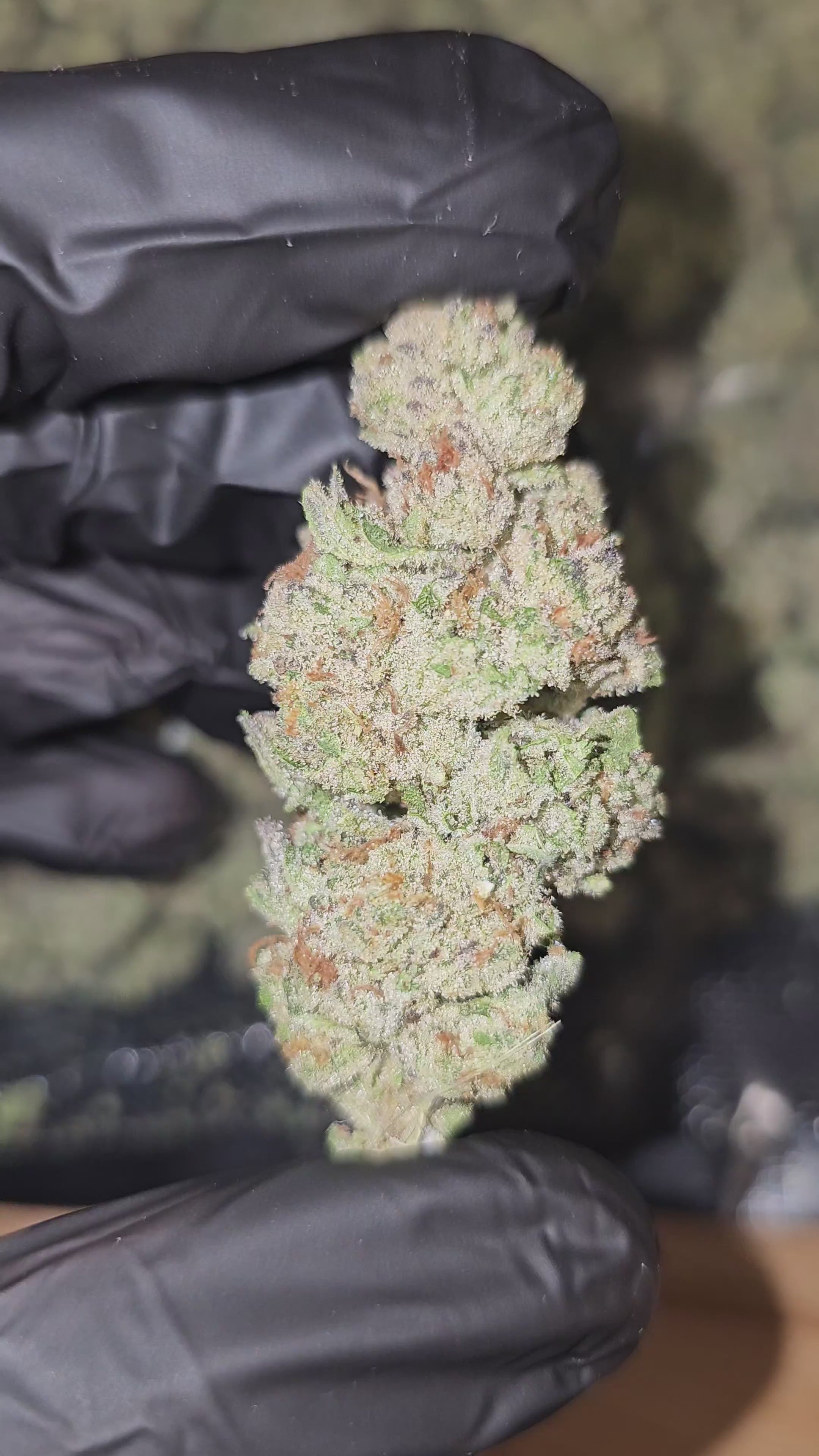 Load video: Punch Out | Top Shelf | 31% | Flower