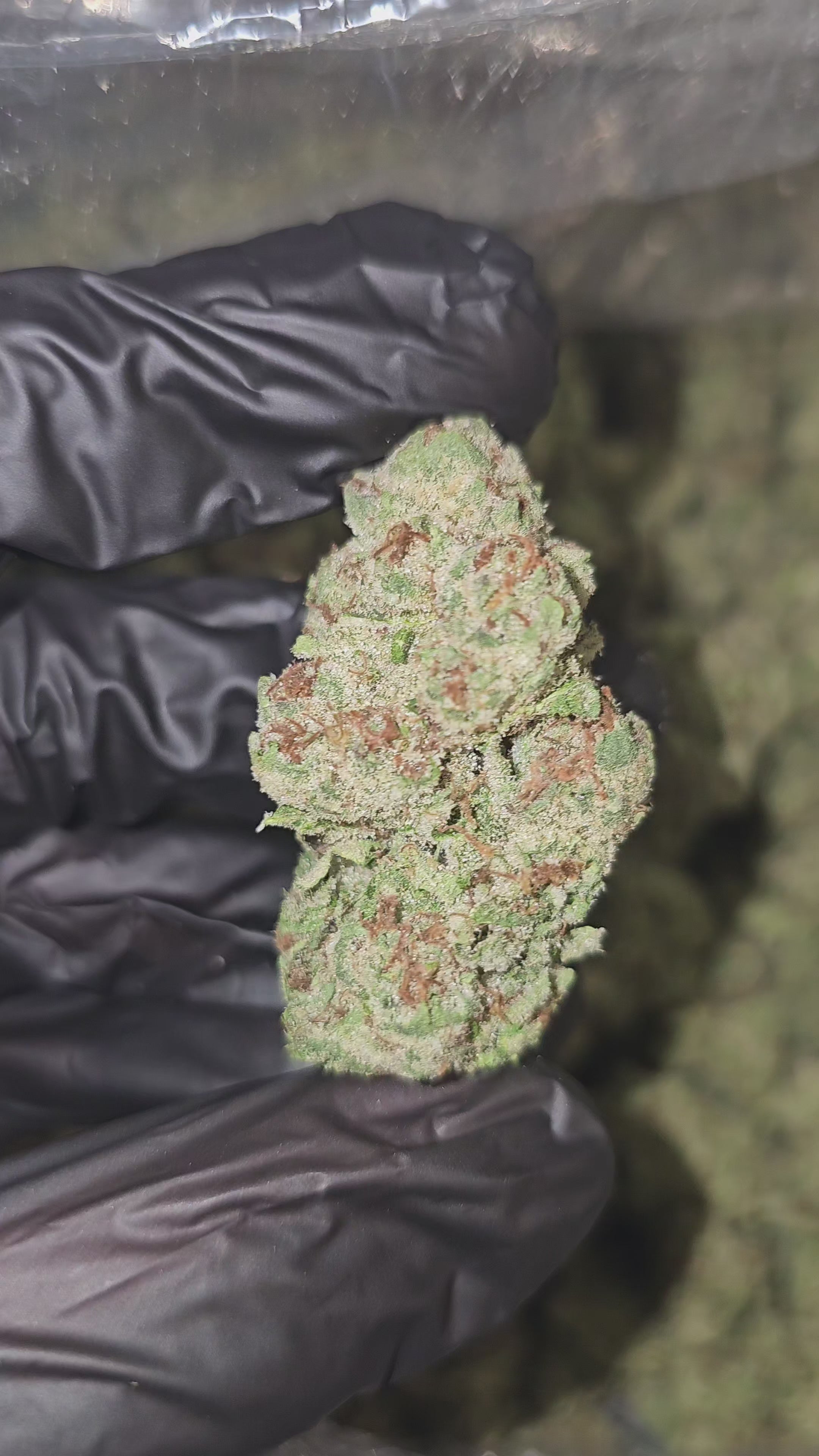 Load video: Papaya Pie | Top Tier | Flower