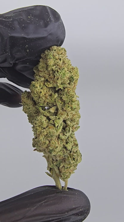 Rainbow Ruffle | Top Shelf | Flower | ON SALE