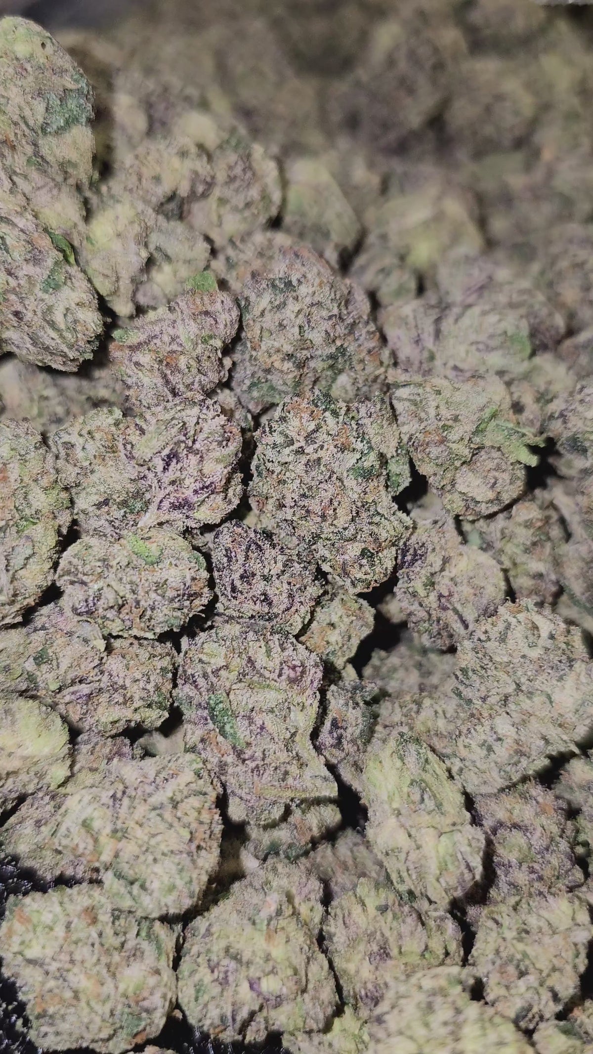 Load video: BLAM | Medium Buds | First Cut Exotics Flower | 30%